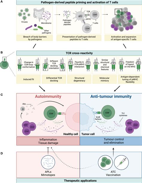 Crossreactivity of a human autoimmune TCR is dominated by a .